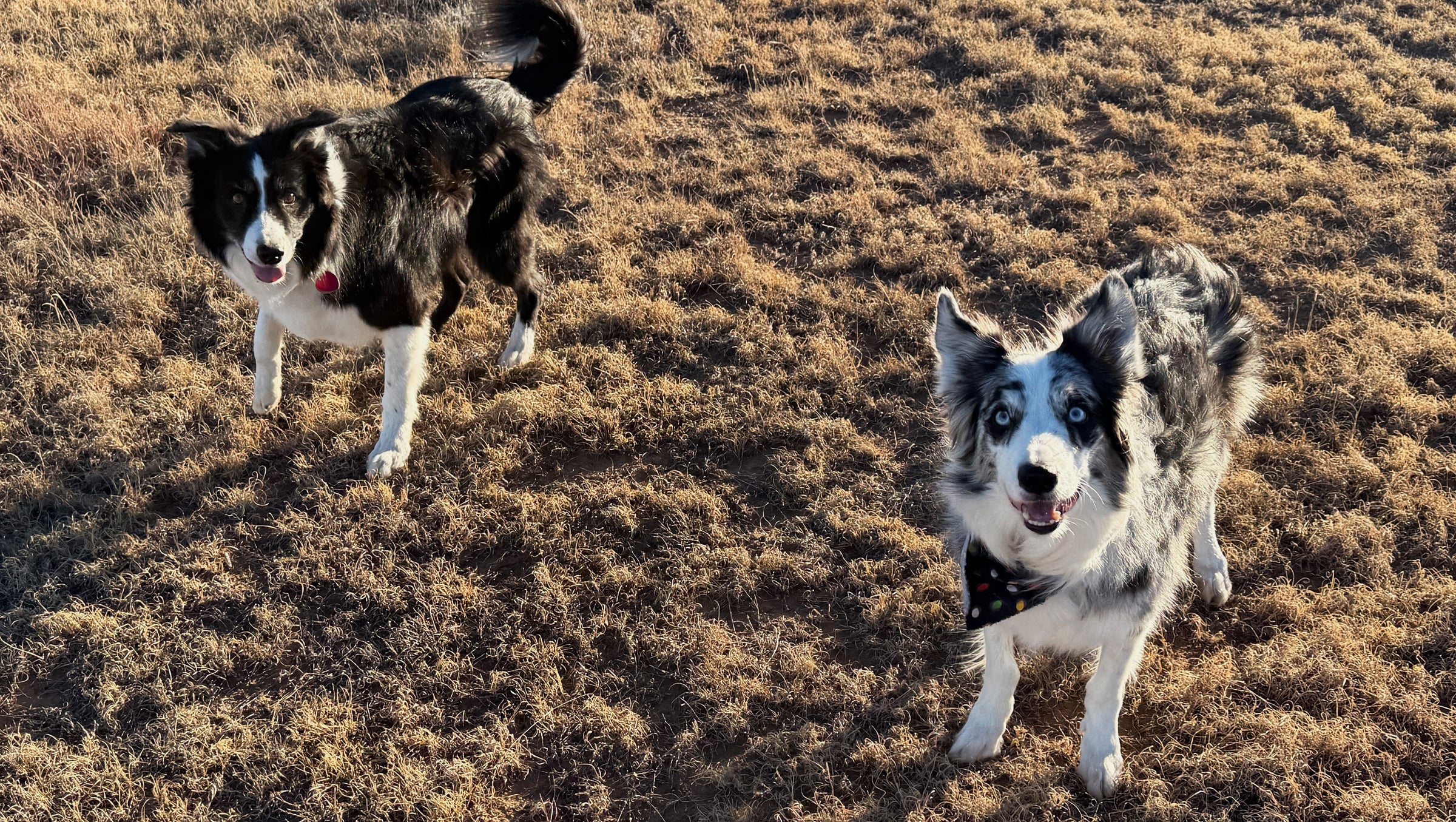 Your pets are always welcome inside with a leash and outside on our patio and gated dog park.